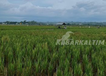 Sawah Kecil di Telaga, Simbol Ketekunan Petani Batu Ampar di Tanah Berbukit