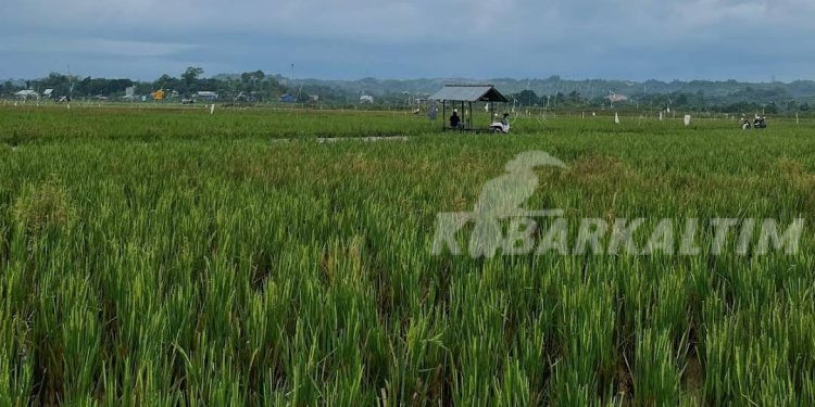 Sawah Kecil di Telaga, Simbol Ketekunan Petani Batu Ampar di Tanah Berbukit